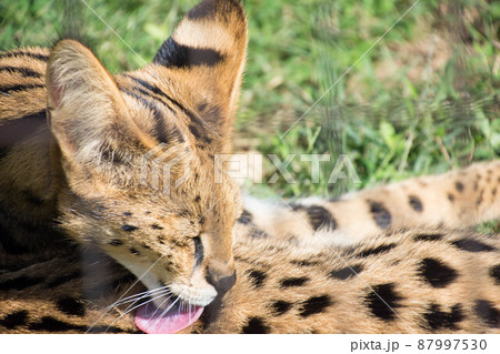 サーバル 87997530