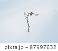 雪と植物 87997632