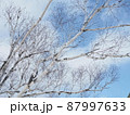 青空と白樺 87997633