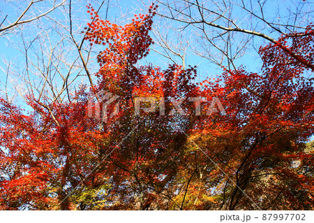 福岡県の低山「清水山」　紅葉の風景 87997702