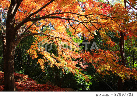 福岡県の低山「清水山」 紅葉の風景 福岡県の低山「清水山」 紅葉の風景 87997703
