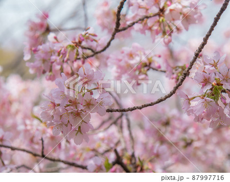 玉縄桜 87997716