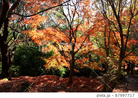 福岡県の低山「清水山」 紅葉の風景 福岡県の低山「清水山」 紅葉の風景 87997717