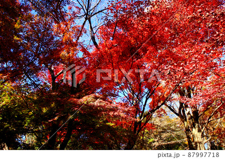 福岡県の低山「清水山」 紅葉の風景 福岡県の低山「清水山」 紅葉の風景 87997718