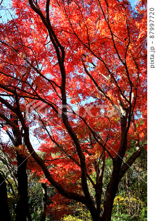 福岡県の低山「清水山」 紅葉の風景 福岡県の低山「清水山」 紅葉の風景 87997720