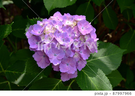 當麻寺奥院の紫陽花 當麻寺奥院の紫陽花 87997966
