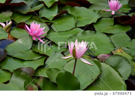 當麻寺奥院の睡蓮の花 當麻寺奥院の睡蓮の花 87998473