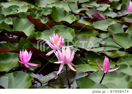 當麻寺奥院の睡蓮の花 當麻寺奥院の睡蓮の花 87998474