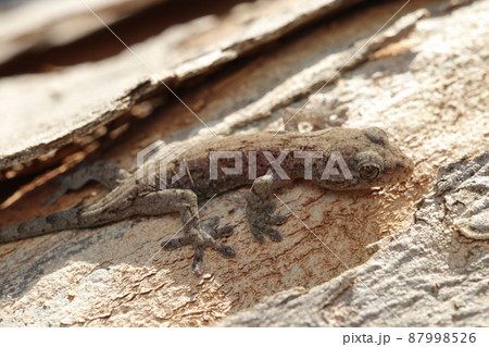 ニホンヤモリの子ども 87998526