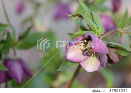 レンテンローズ 87998542