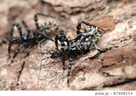 越冬中のヤニサシガメ幼虫 87998554