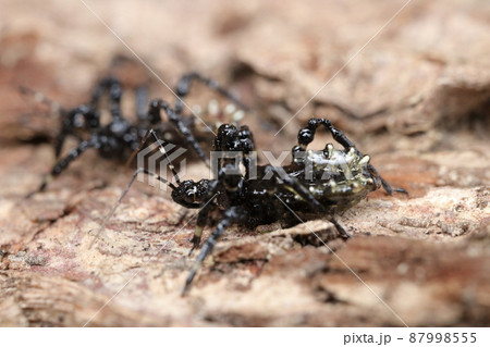 越冬中のヤニサシガメ幼虫 87998555