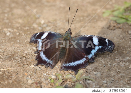 日光浴中のルリタテハ 87998564