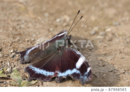 日光浴中のルリタテハ 87998565