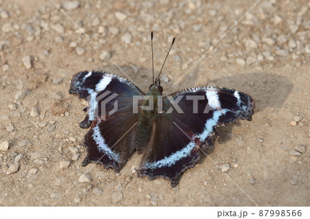 日光浴中のルリタテハ 87998566
