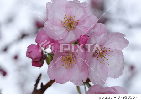 陽光桜 87998567
