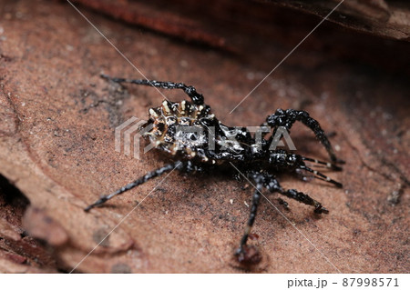 越冬中のヤニサシガメ 越冬中のヤニサシガメ 87998571