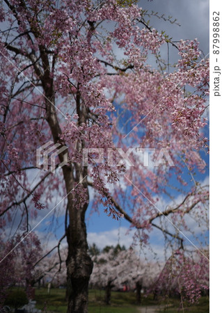 五稜郭公園のしだれ桜 87998862