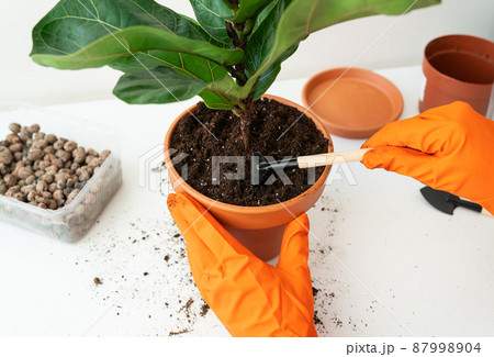 The process of transplanting a flowerpot-ficus lyrata. Hands holding a ficus transplant. Potted home plant ficus lyrata. Home gardening. Plants that are air purifiers. The process of transplanting a flowerpot-ficus lyrata. Hands holding a ficus transplant. Potted home plant ficus lyrata. Home gardening. Plants that are air purifiers. 87998904