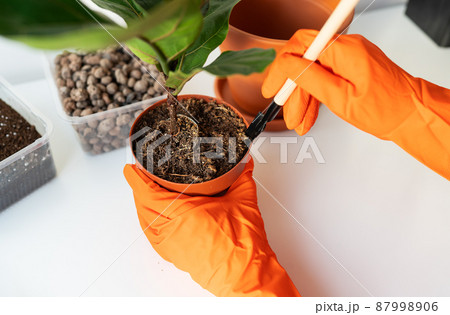 The process of transplanting a flowerpot-ficus lyrata. Hands holding a ficus transplant. Potted home plant ficus lyrata. Home gardening. Plants that are air purifiers. 87998906