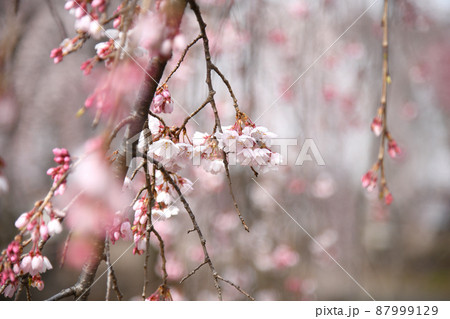 枝垂れ桜 87999129