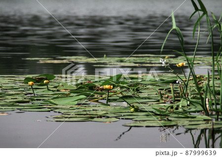 yellow water lily in a pond 87999639