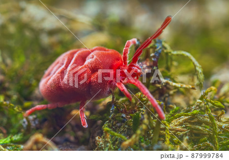 Velvet Mite - Trombidium holosericeum walking on a tree 87999784