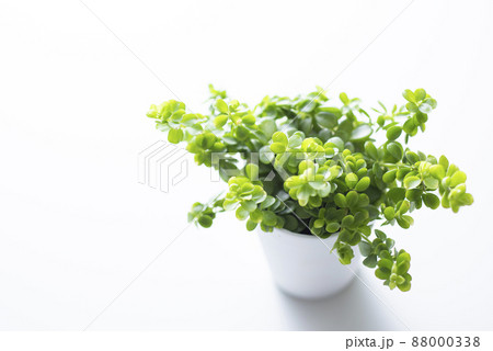 観葉植物 ペペロミア イザベラ 観葉植物 ペペロミア イザベラ 88000338
