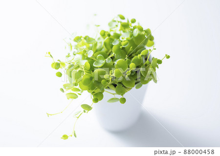 観葉植物 ペペロミア ジェミニ 観葉植物 ペペロミア ジェミニ 88000458