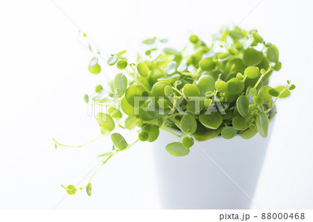 観葉植物　ペペロミア　ジェミニ 88000468