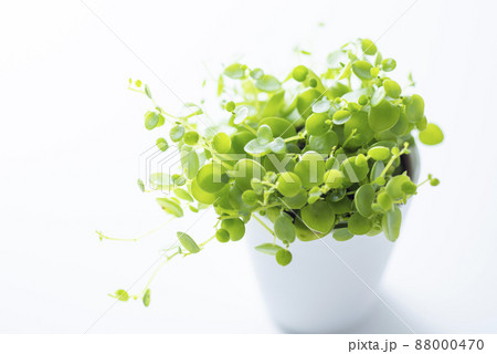 観葉植物 ペペロミア ジェミニ 観葉植物 ペペロミア ジェミニ 88000470