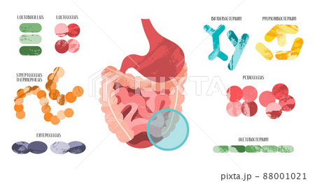 Probiotics. Lactic acid bacteria. Good bacteria and microorganisms for gut and intestinal flora health. Microbiome. Bifidobacterium, lactobacillus,  lactococcus, thermophilus streptococcus, 88001021