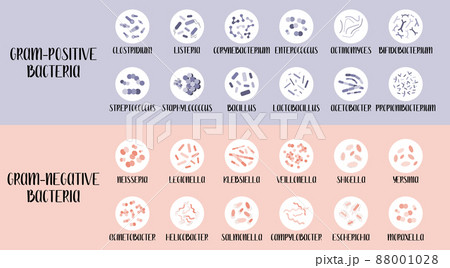 gram negative bacteria classification