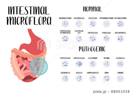 Intestinal microflora. Normal and pathogenic bacteria for stomach, gut, intestine. Good and bad microorganism. Microbiome. Vector flat cartoon illustration. Perfect for flyer, medical brochure, banner 88001038