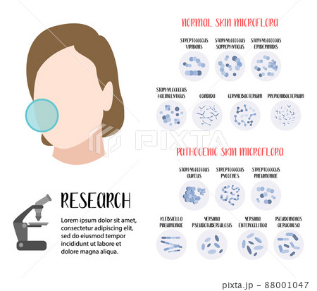 Normal, pathogenic skin microflora. Bacteria. Microbiome. Staphylococcus, Streptococcus, Propionibacterium, Corynebacterium, Candida, Pseudomonas aeruginosa, Yersinia, Klebsiella. Vector flat cartoon 88001047