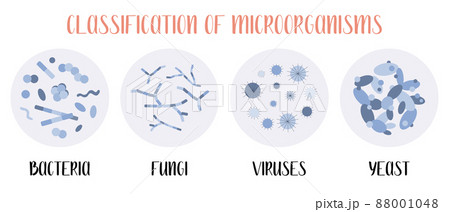 Classification of microorganisms: bacteria, fungi, viruses, yeast. Microbiology. Vector flat illustration 88001048