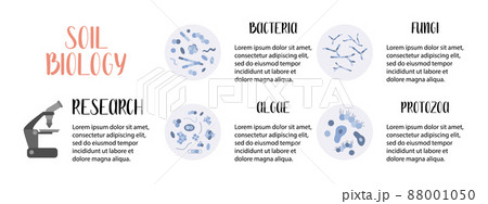 Soil biology. Soil microorganisms: bacteria, fungi, algae, protozoa. Microbiology. Vector flat illustration 88001050