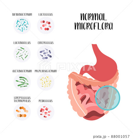 Probiotics. Lactic acid bacteria. Good bacteria and microorganisms for gut and intestinal flora health. Microbiome. Bifidobacterium, lactobacillus,  lactococcus, thermophilus streptococcus, 88001057