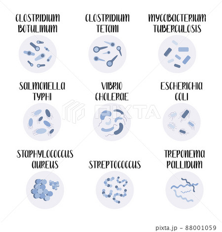 9 most pathogenic bacteria: Escherichia Coli, Staphylococcus Aureus, Streptococcus, Clostridium, Salmonella. Dangerous infections. Bacteriology. Morphology. Microbiology. Vector flat illustration 88001059