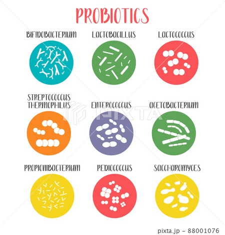 Probiotics. Lactic acid bacteria. Good bacteria and microorganisms for gut and intestinal flora health. Microbiome. Bifidobacterium, lactobacillus,  lactococcus, thermophilus streptococcus, 88001076