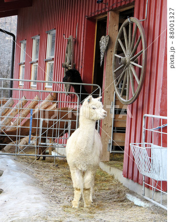 Cute and curious alpaca animals in the farm 88001327