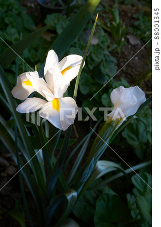 Beautiful white iris flower in the garden 88001345