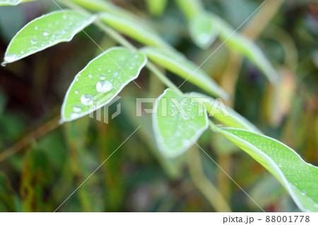 Green leaves of Afgekia Sericea of Afgekia Mahidoliae and droplets. Green leaves of Afgekia Sericea of Afgekia Mahidoliae and droplets. 88001778