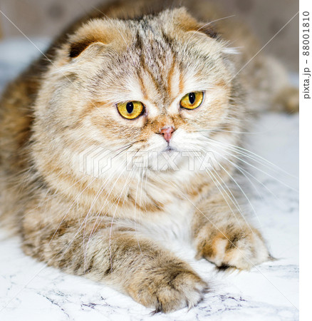 Highland fluffy portrait of a golden chinchilla cat on a marble background Highland fluffy portrait of a golden chinchilla cat on a marble background 88001810