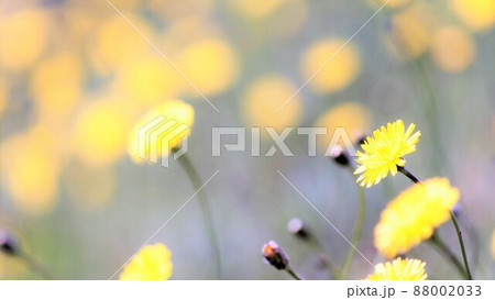 タンポポの明るい黄色 88002033