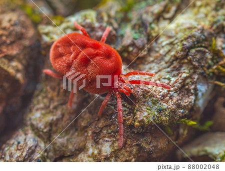 Velvet Mite - Trombidium holosericeum walking on a tree Velvet Mite - Trombidium holosericeum walking on a tree 88002048