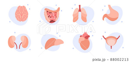 Human lungs, bladder, heart, stomach. Diagnostics of diseases of internal organs. Vector flat cartoon illustration. Perfect for banner, landing page, website 88002213