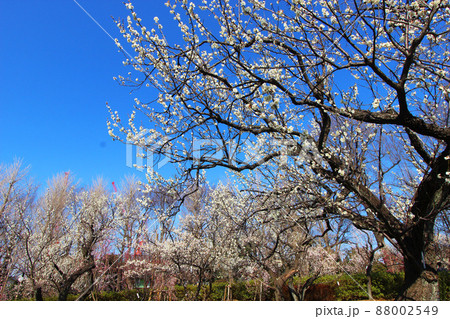 羽根木公園の梅 羽根木公園の梅 88002549