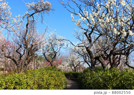 羽根木公園の梅 羽根木公園の梅 88002550