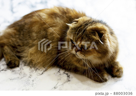 Scottish fold Highland golden chinchilla cat, the theme of cats 88003036